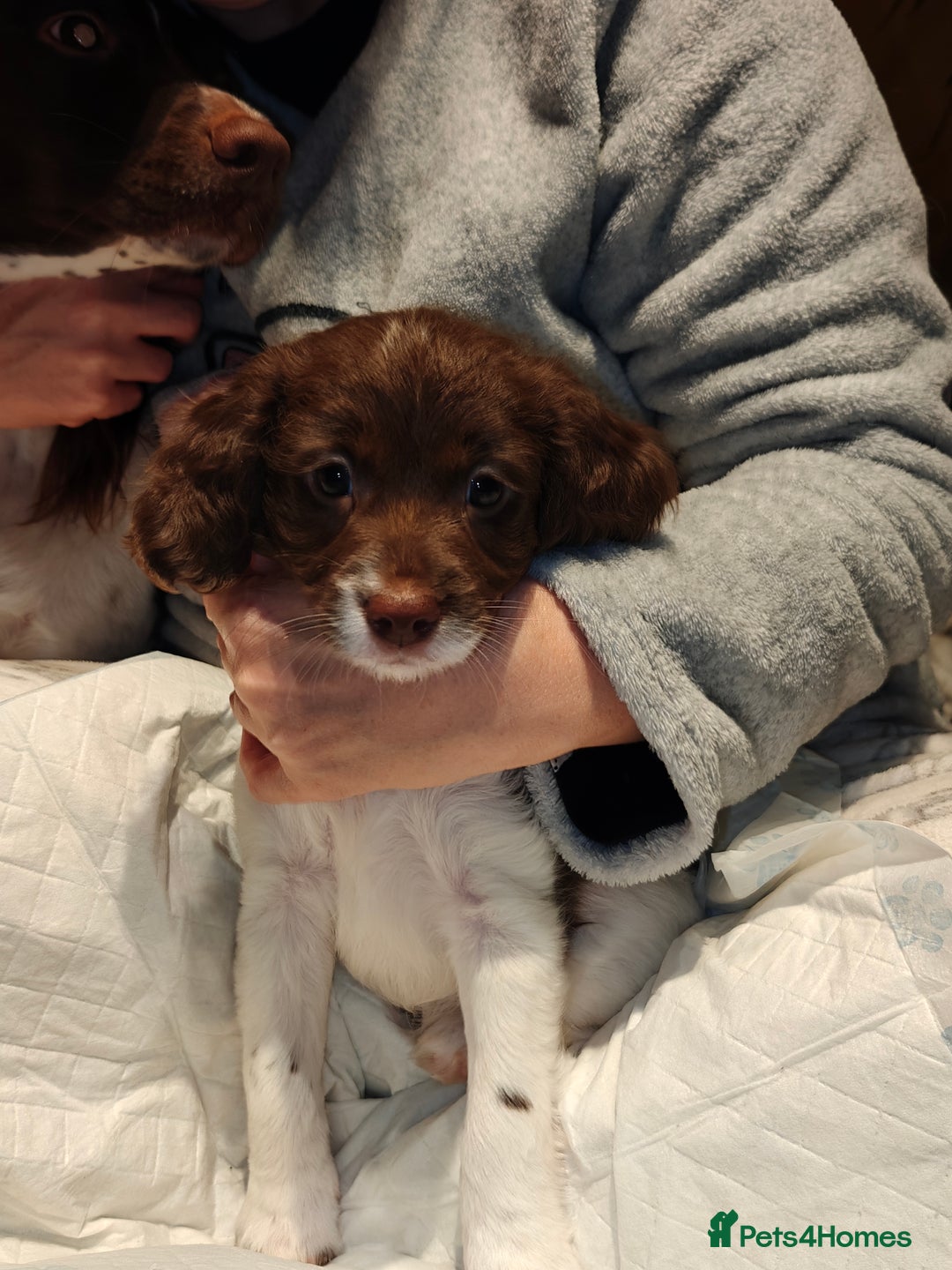 Sproodle dogs for sale: English springer spaniel& sproodle mix - Advert 8