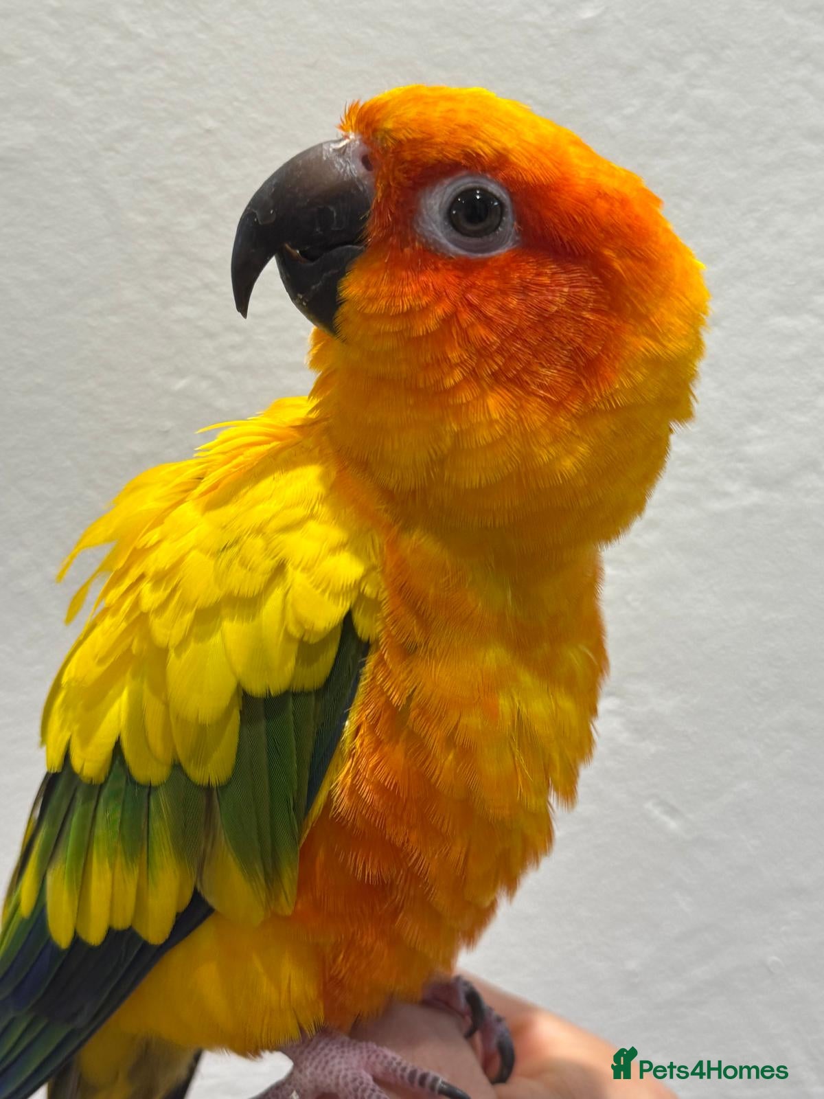 Conures birds Sun Conure Hand Tamed  - Advert 3