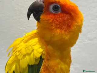 Conures birds Sun Conure Hand Tamed - Advert 10