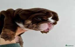 English Bulldog dogs for sale: Beautiful English bulldog puppies  - Advert 11