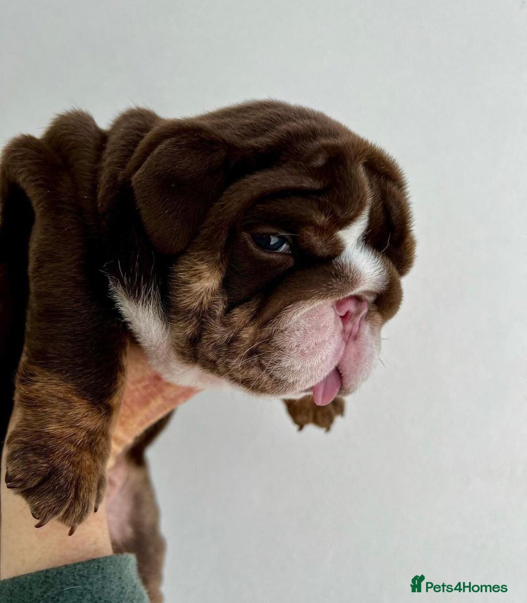 English Bulldog dogs for sale: Beautiful English bulldog puppies  - Advert 11