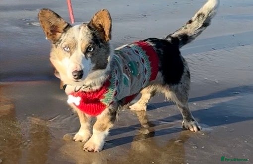 Welsh Corgi Cardigan dogs Pedigree Welsh Cardigan corgi girl for sale - Advert 1