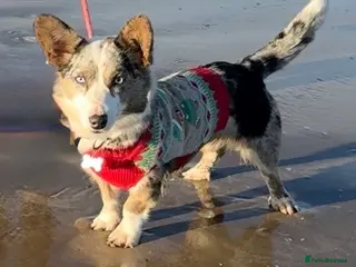 Welsh Corgi Cardigan dogs Pedigree Welsh Cardigan corgi girl for sale - Advert 2