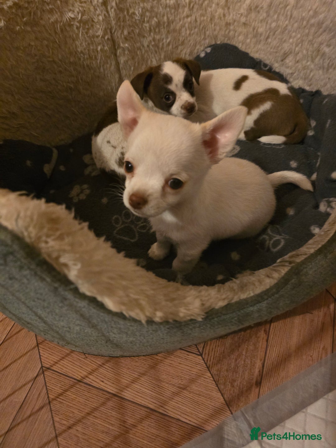 Chihuahua dogs for sale: Lovely Chihuahua Puppies looking for a Loving Home - Image 8