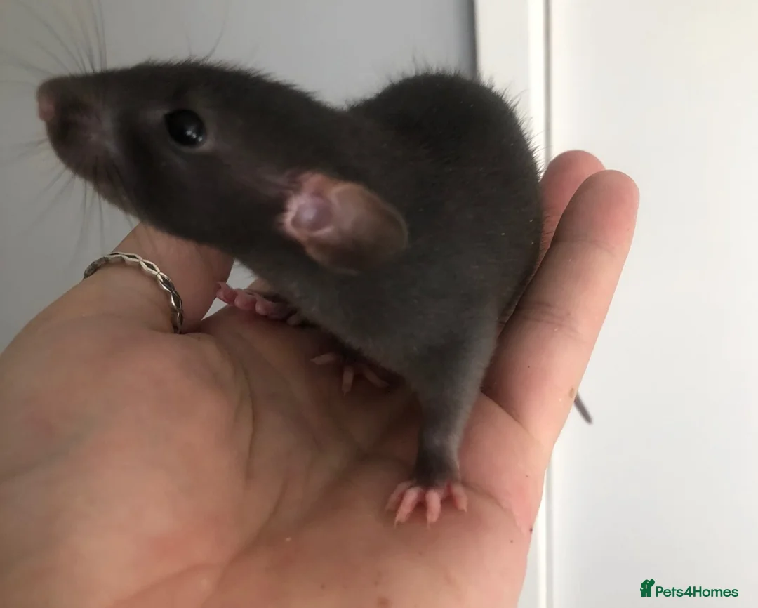 Rat rodents for sale: Baby dumbo rats - Advert 1