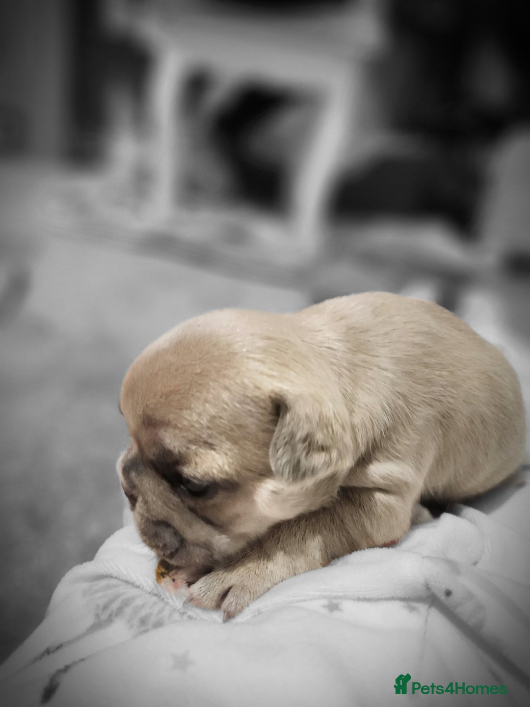 French Bulldog dogs for sale: Beautiful litter of 5 puppies - Advert 4