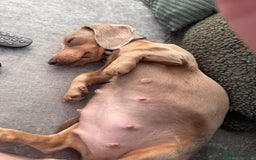Miniature Dachshund dogs for sale: 💗 READY TO LEAVE - K.C MINIATURE DACHSHUND 💗 - Image 6