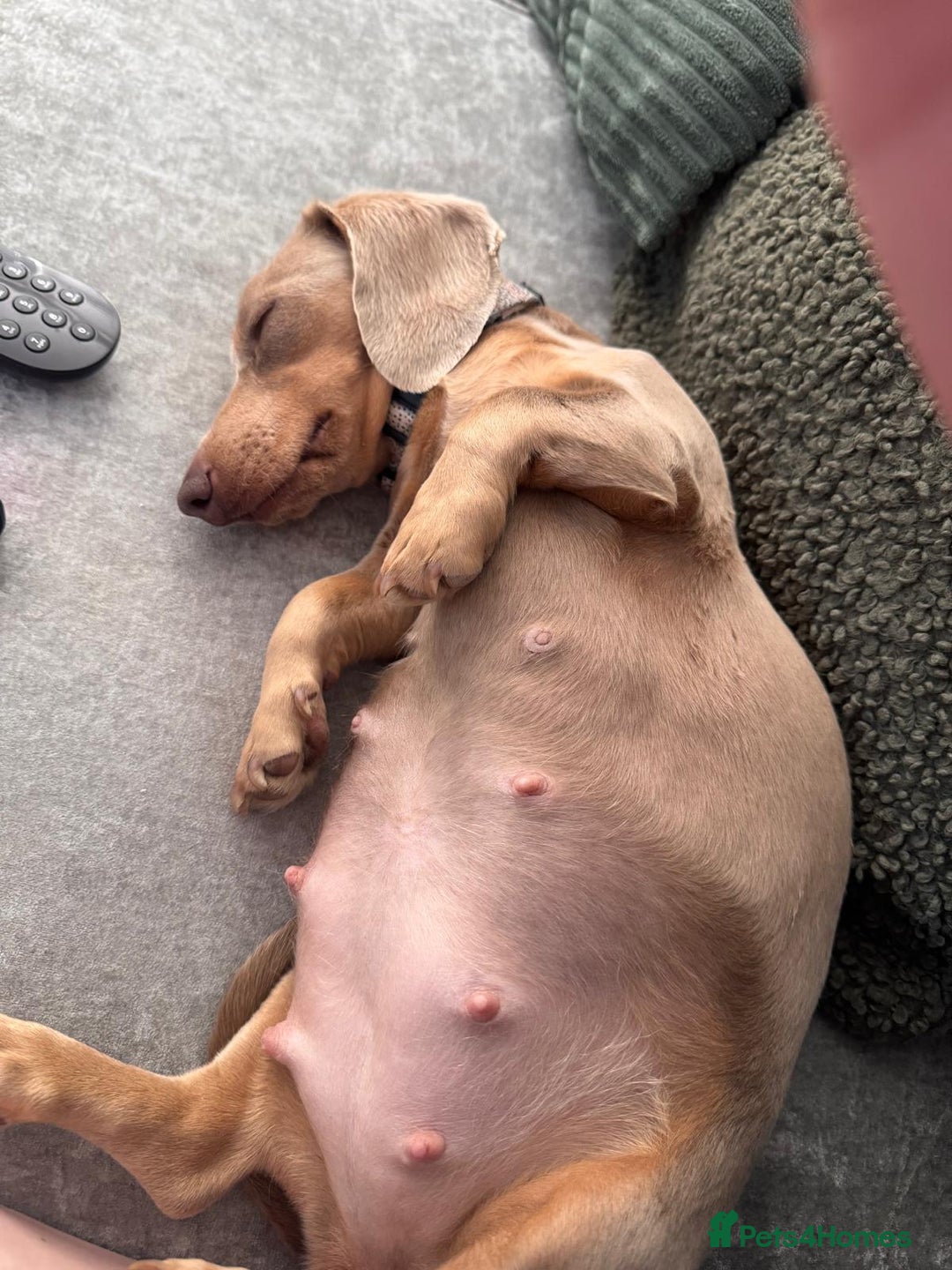 Miniature Dachshund dogs for sale: 💗 READY TO LEAVE - K.C MINIATURE DACHSHUND 💗 - Image 6