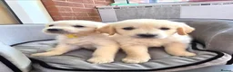 Golden Retriever dogs for sale: Cream Male Golden Retrievers - Advert 4