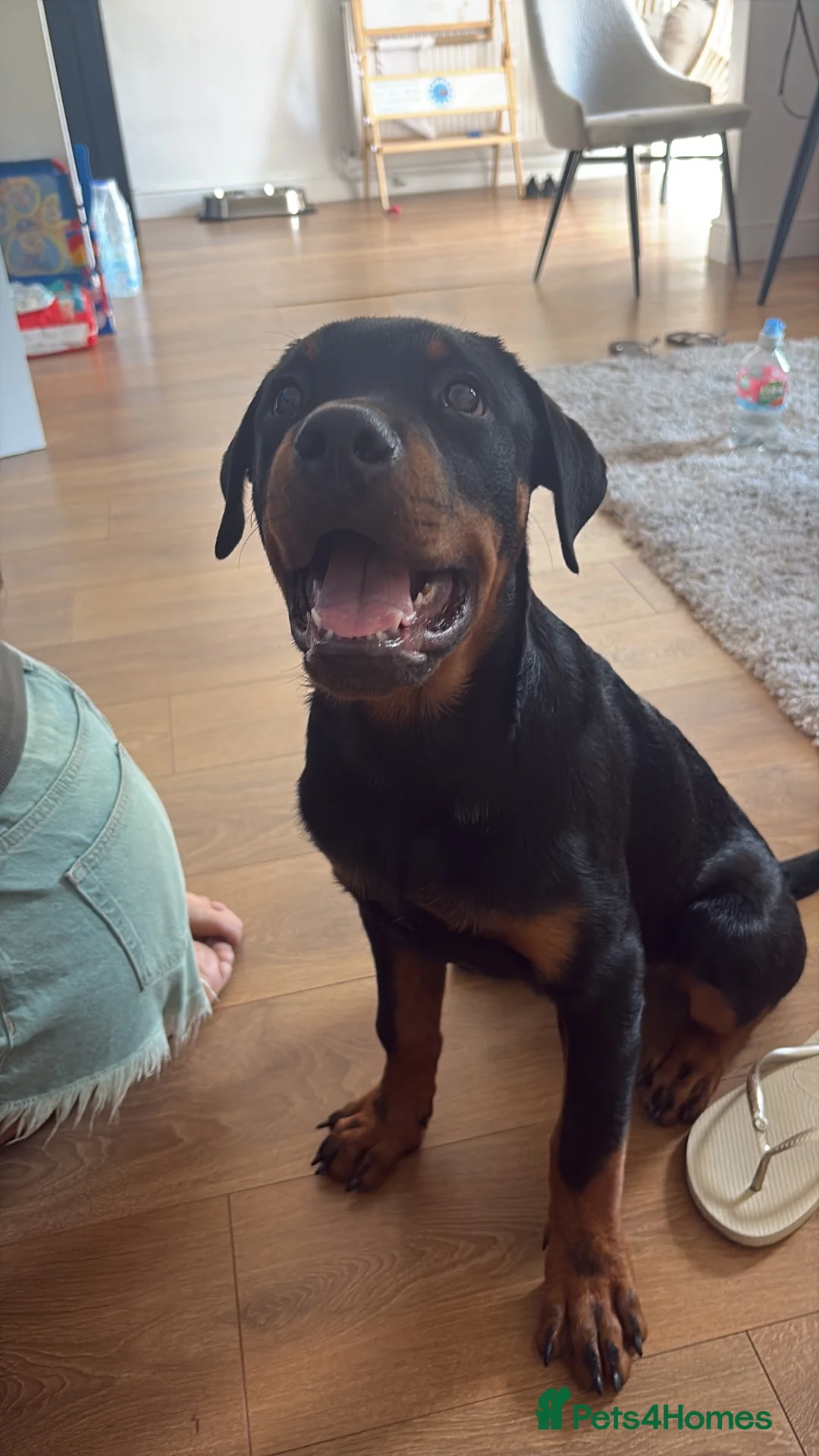 Rottweiler dogs for sale: Rottweiler for sale 5 months  in Waltham Abbey - Advert 3