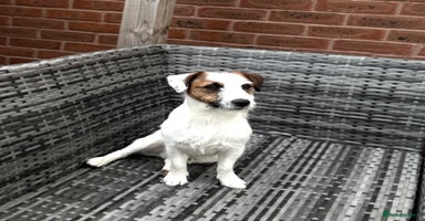 Jack Russell dogs - Advert 4