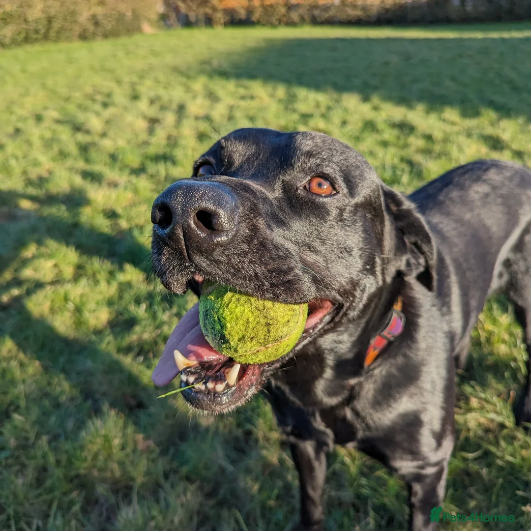 Labrador Retriever dogs for stud: Black Labrador for stud - North West - Proven stud in Saint Helens - Advert 2