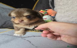 Chihuahua dogs for sale: 3 Adorable little princes chihuahua puppies - Image 21