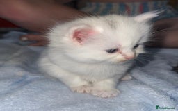 Mixed Breed cats for sale: Kittens  - Image 18