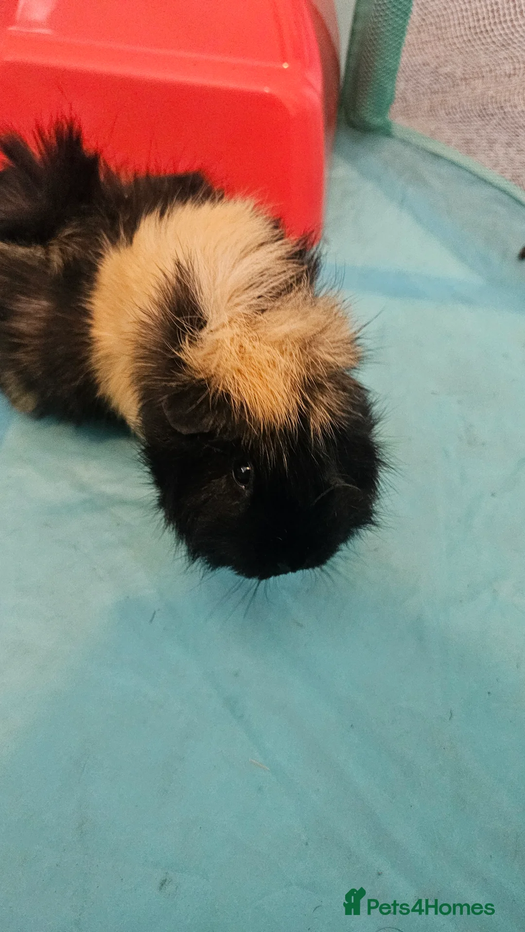 Guinea Pig rodents for sale: 3x female guinea pigs with complete setup  - Advert 8