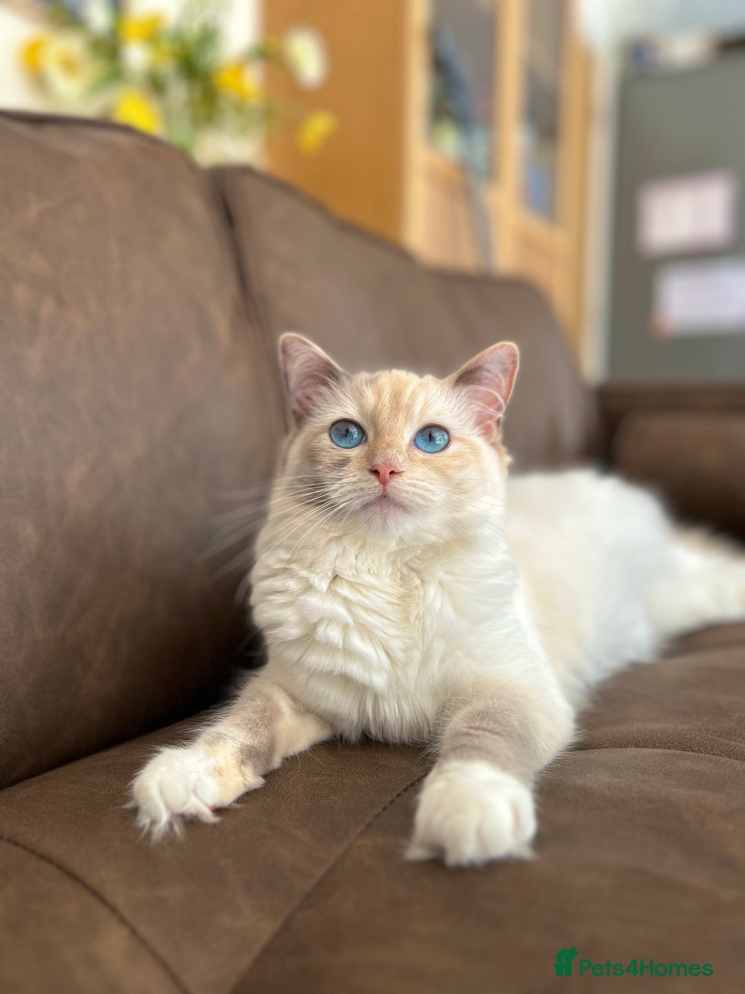 Ragdoll cats for sale: Stunning TICA reg Flame/Cream Boy - Image 13