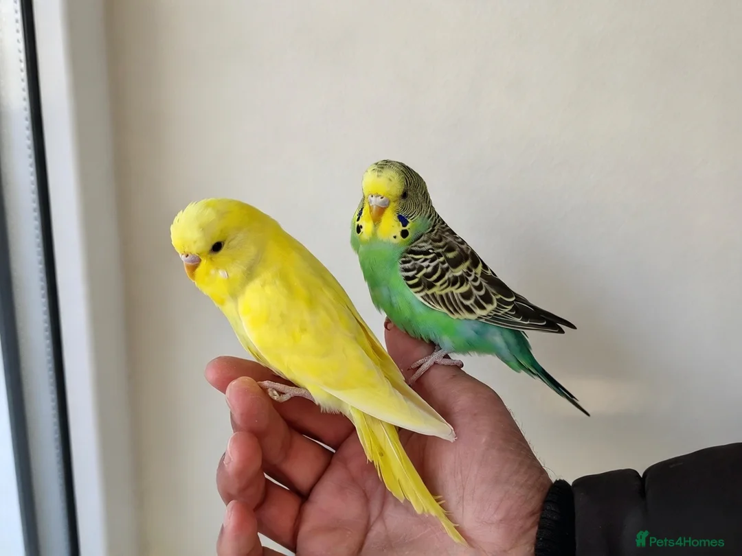 Budgerigars birds for sale: Silly hand tamed budgies  - Advert 8