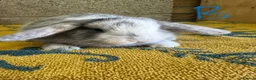 Mini Lop rabbits for sale: Mini Lop Rabbits For Sale  - Advert 17