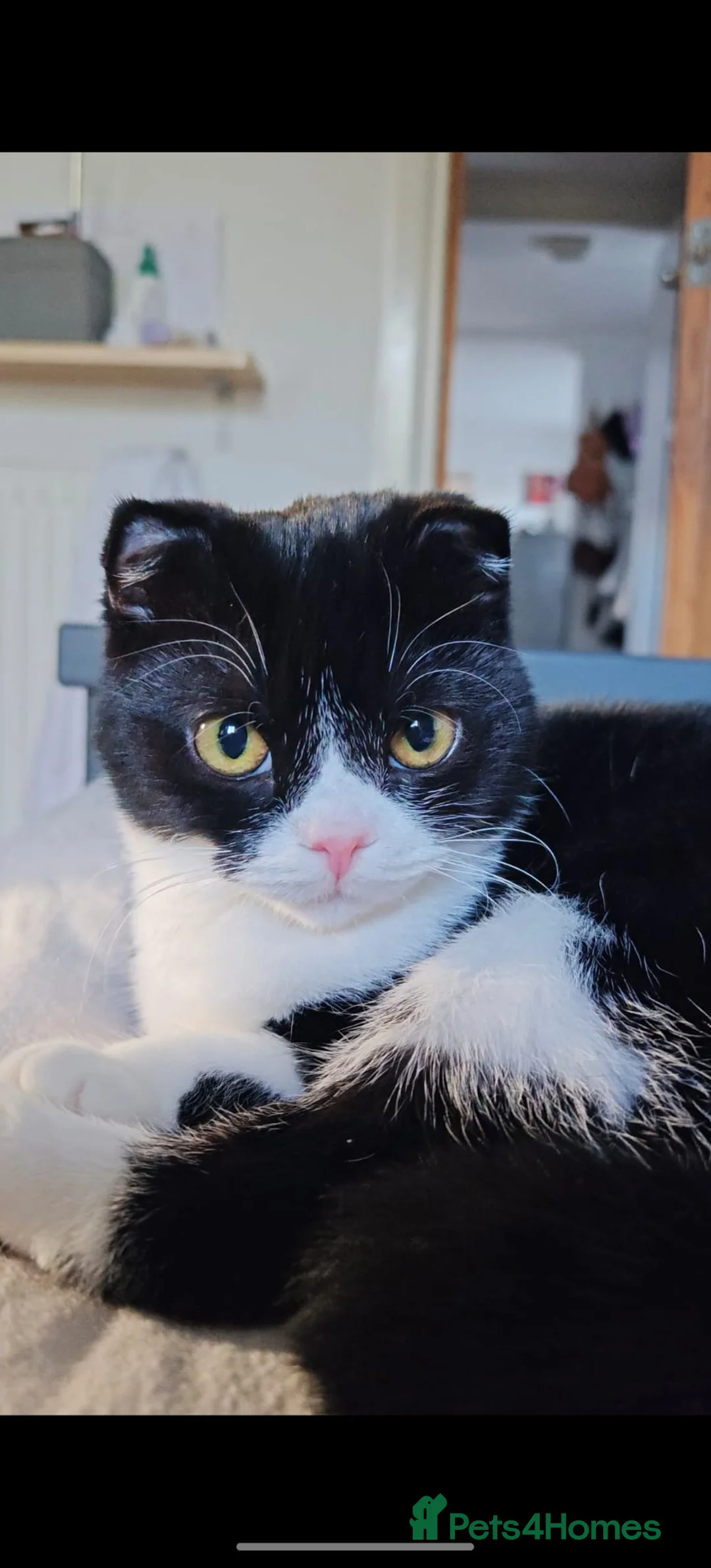 Scottish Fold cats for sale: Gorgeous 1 Year Old Scottish Fold Girl - Advert 1