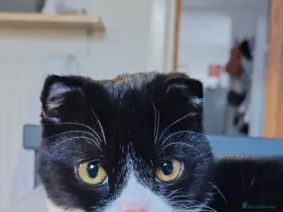 Scottish Fold cats Gorgeous 1 Year Old Scottish Fold Girl - Advert 1