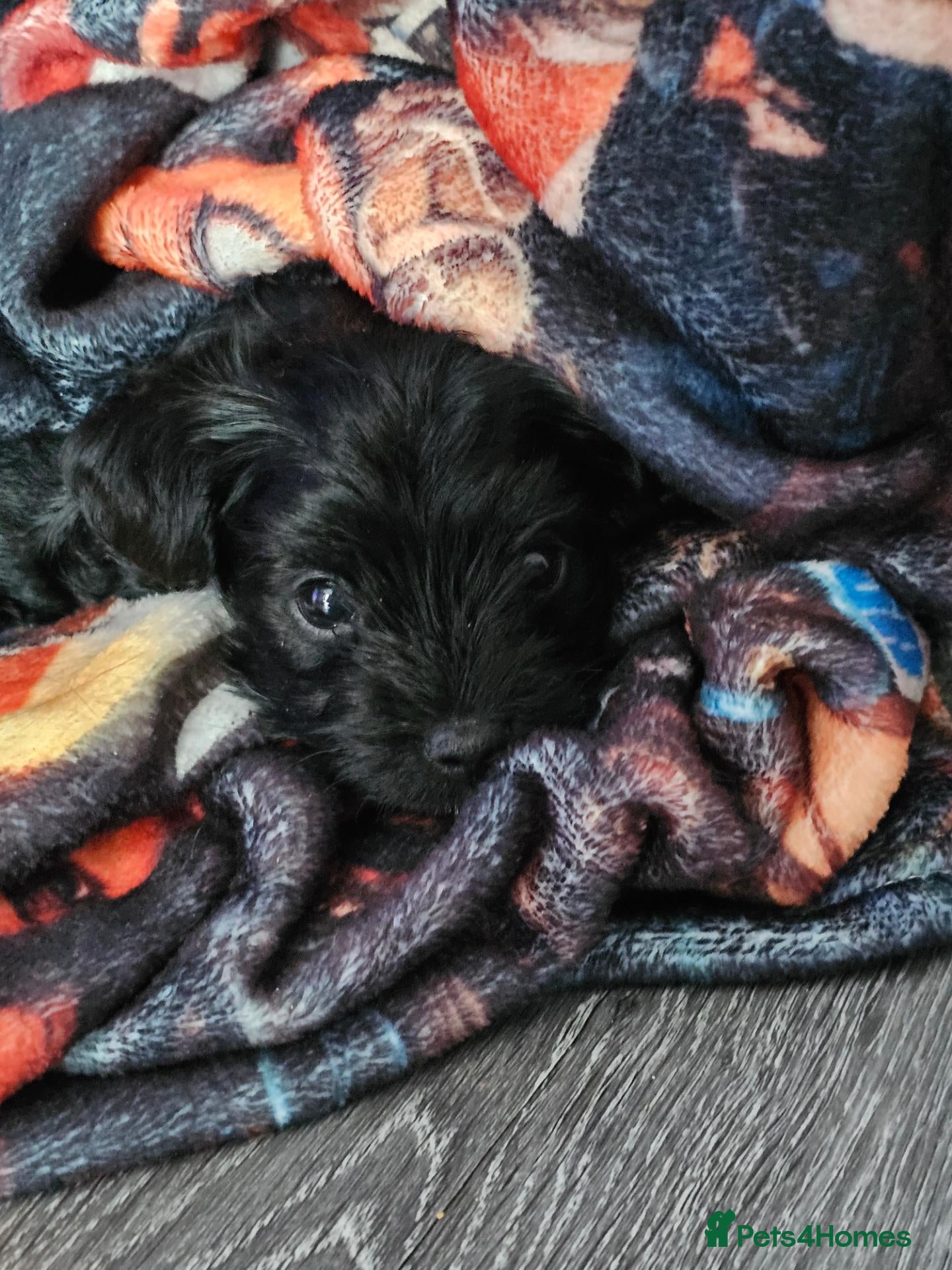 Yorkiepoo dogs Yorkipoo  - Advert 6