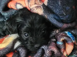 Yorkiepoo dogs Yorkipoo - Advert 1