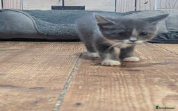 Mixed Breed cats for sale: Mixed breed kittens. Ready for homes. - Advert 3
