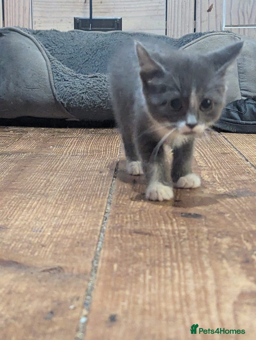 Mixed Breed cats for sale: Mixed breed kittens. Ready for homes. - Advert 3