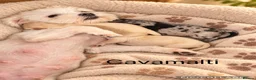 Mixed Breed dogs for sale: Stunning Cavamalt Girls - Advert 3