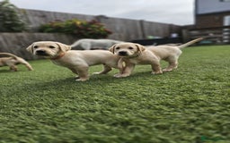 Labrador Retriever dogs for sale: Labrador Puppies for sale 24/10/25 onwards - Image 1