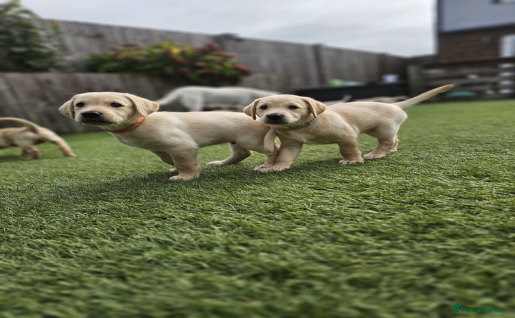 Labrador Retriever dogs - Advert 8