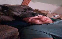 Staffordshire Bull Terrier dogs for sale: 4yr old female staffy - Image 13