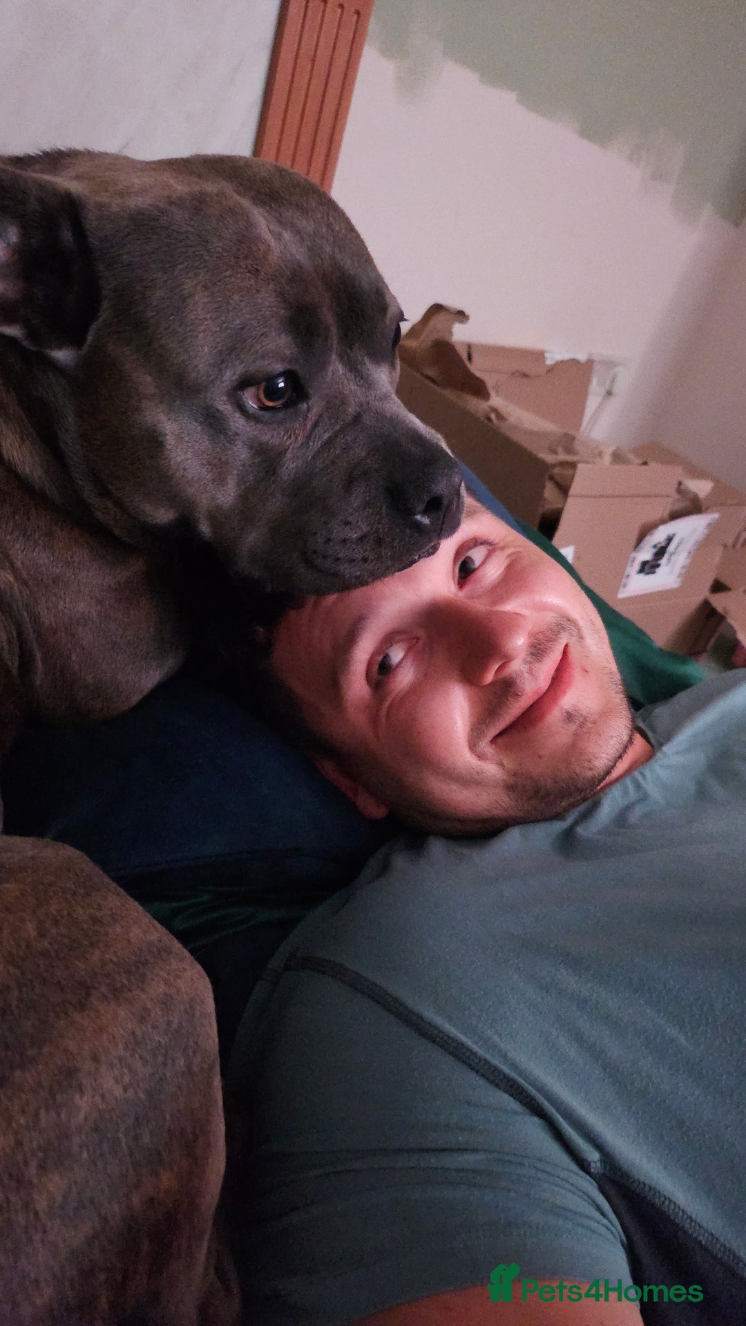 Staffordshire Bull Terrier dogs for sale: 4yr old female staffy - Image 13