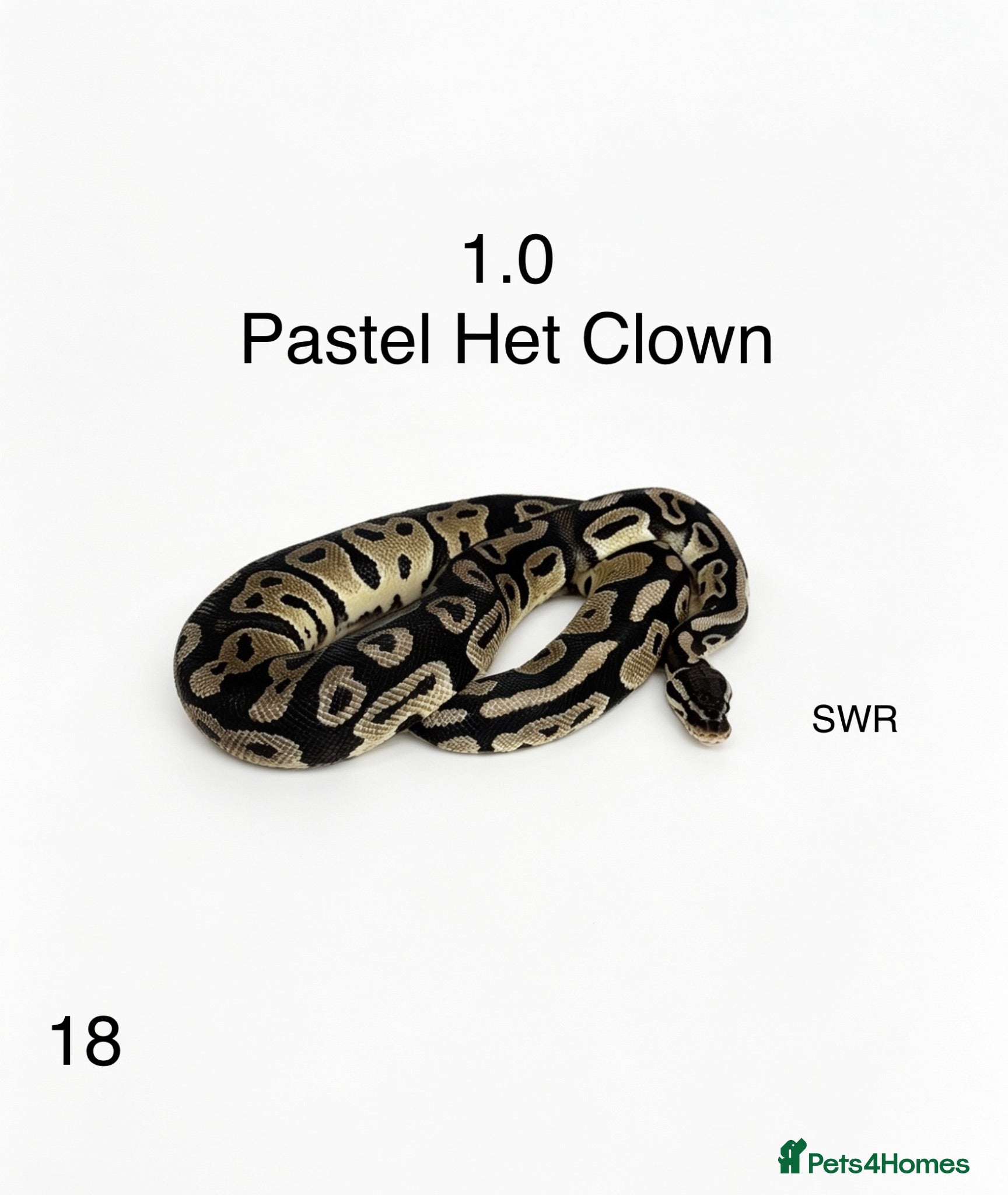 Python Snake reptiles Various royal pythons for sale - Advert 2