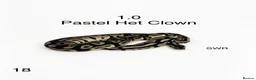 Python Snake reptiles for sale: Various royal pythons for sale - Advert 7
