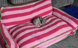 Sphynx cats for sale: 2 Sphynx Kittens. - Image 4