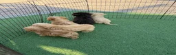Cockapoo dogs for sale: Cockapoo f1 puppies  - Advert 4