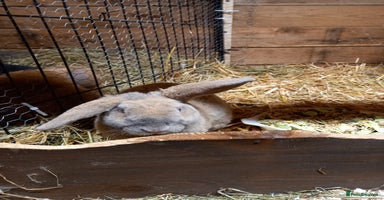 Mini Lop rabbits Mini plush lops - Advert 6