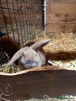 Mini Lop rabbits Mini plush lops - Advert 4