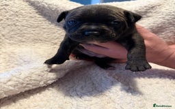 Mixed Breed dogs for sale: Beautiful chunky staffy/pocket bully pups - Advert 10