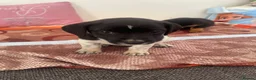 Mixed Breed dogs for sale: Cocker spaniel x Jack Russell in Doncaster - Advert 9