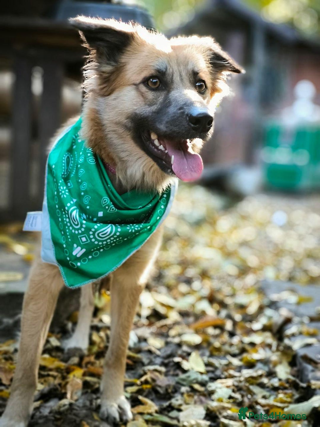 Mixed Breed dogs for adoption: 🐶💖 SOFIE 💖🐶 - Advert 18