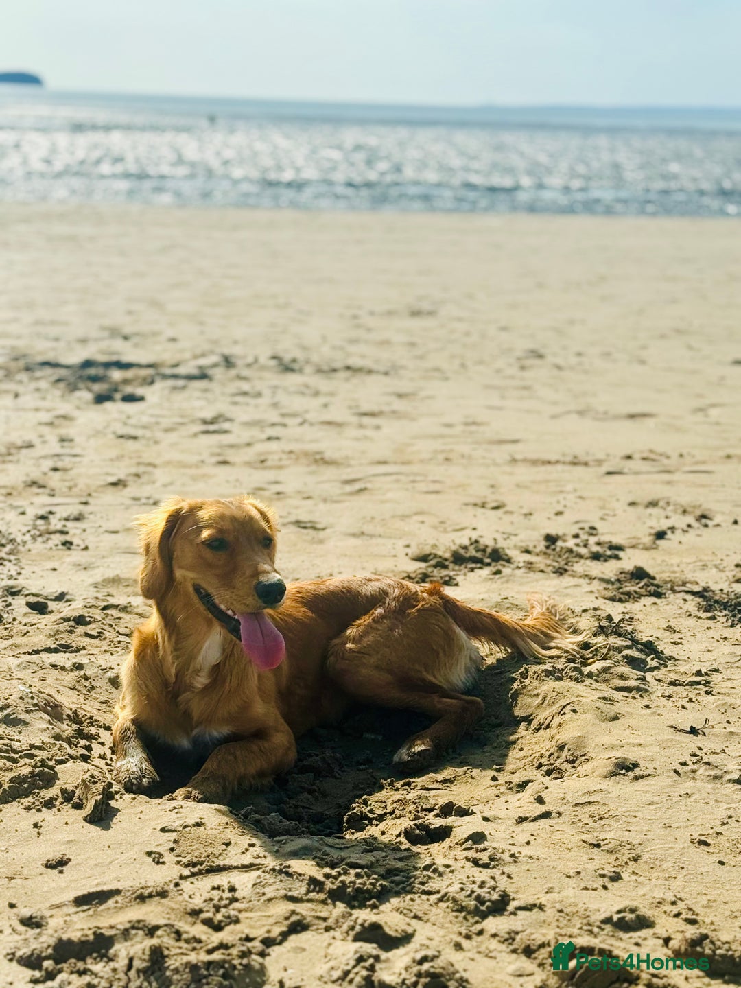 Mixed Breed dogs for sale: Stunning family boy for sale  - Advert 3