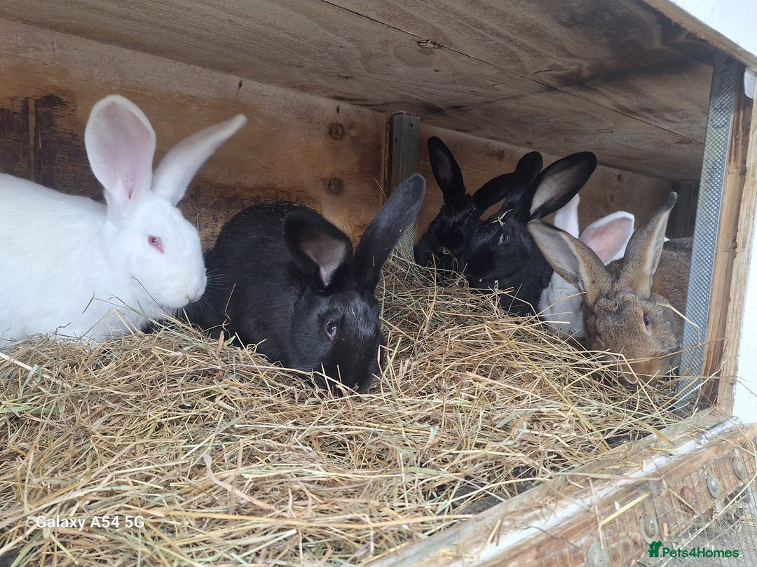 New Zealand rabbits for sale:  New Zealand 60£ - Advert 2