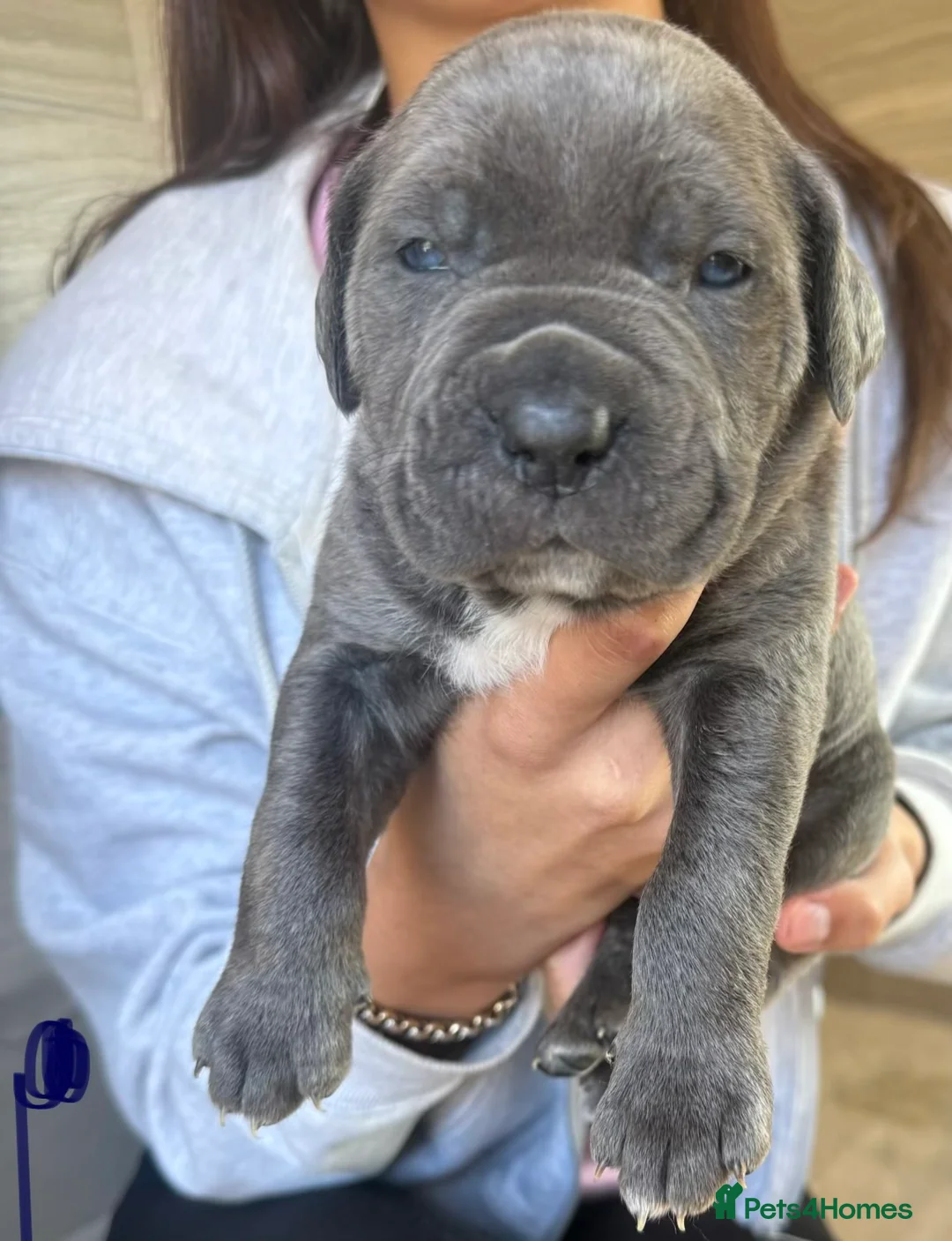 Mixed Breed dogs for adoption: Cane corso cross puppies - Advert 1