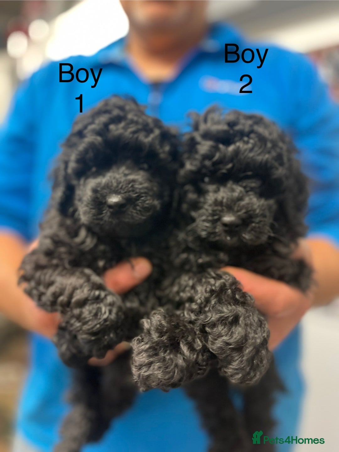 Toy Poodle dogs for sale: PEDIGREE TOY POODLES PRA CLEAR  - Advert 11