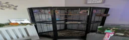 Conures birds for sale: Conure Parrot in Runcorn - Advert 7