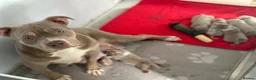 American Bully dogs for sale: ABKC registered Pocket Bully puppies  - Advert 16