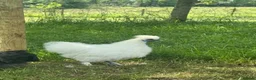 Chickens poultry for sale: White silkie cockerel for sale  in Nelson - Advert 1