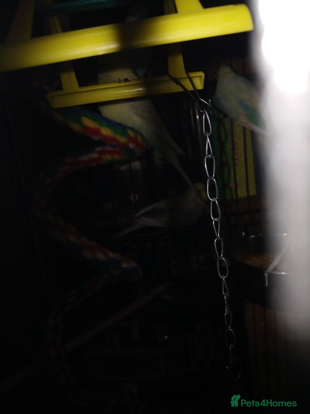 Budgerigars birds for sale: 4 budgies and cage for sale  - Advert 4